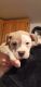 American Pit Bull Terrier Puppies for sale in CORNWALL BOROUGH, PA 17042, USA. price: NA