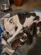 American Pit Bull Terrier Puppies for sale in Harrisburg, PA, USA. price: $600