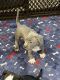 American Pit Bull Terrier Puppies for sale in Baltimore, MD, USA. price: $700