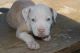 American Pit Bull Terrier Puppies for sale in Livermore, CA, USA. price: $2,500