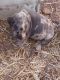 American Pit Bull Terrier Puppies for sale in Amarillo, TX, USA. price: NA
