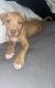 American Pit Bull Terrier Puppies for sale in Minneapolis, MN 55416, USA. price: $500