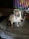 American Pit Bull Terrier Puppies for sale in Dover, DE, USA. price: $750