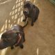 American Pit Bull Terrier Puppies for sale in Juneau, WI 53039, USA. price: $50,000
