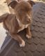 American Pit Bull Terrier Puppies for sale in Clinton, MD, USA. price: $400