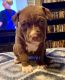 American Pit Bull Terrier Puppies for sale in 2 Shangri-La Ln, Batesville, AR 72501, USA. price: NA