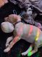 American Pit Bull Terrier Puppies for sale in 68 W Willetta St, Phoenix, AZ 85003, USA. price: NA