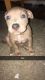 American Pit Bull Terrier Puppies for sale in Portales, NM 88130, USA. price: $100
