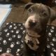 American Pit Bull Terrier Puppies for sale in American Fork, UT 84003, USA. price: NA