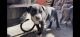 American Pit Bull Terrier Puppies for sale in Colorado Springs, CO 80909, USA. price: $1,500