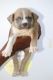 American Pit Bull Terrier Puppies for sale in Gottigere, Bengaluru, Karnataka, India. price: 22000 INR