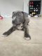American Pit Bull Terrier Puppies for sale in Richmond, TX 77406, USA. price: $400