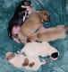American Pit Bull Terrier Puppies for sale in Brooklyn Park, MN, USA. price: $700
