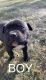 American Pit Bull Terrier Puppies for sale in Freeport, NY 11520, USA. price: $1,000
