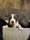 American Pit Bull Terrier Puppies for sale in 218 Westinghouse Blvd, Charlotte, NC 28273, USA. price: $1,000
