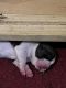 American Pit Bull Terrier Puppies for sale in Buffalo, NY, USA. price: $500