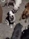 American Pit Bull Terrier Puppies for sale in Hopkinsville, KY 42240, USA. price: $250