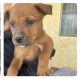 American Pit Bull Terrier Puppies for sale in Carmichael, CA, USA. price: $350