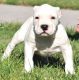 American Pit Bull Terrier Puppies for sale in Tucson, AZ, USA. price: $650