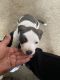 American Pit Bull Terrier Puppies for sale in Clovis, CA, USA. price: $450