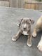 American Pit Bull Terrier Puppies for sale in Richmond, TX 77406, USA. price: $300