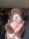 American Pit Bull Terrier Puppies for sale in Tucson, AZ, USA. price: $350
