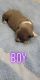 American Pit Bull Terrier Puppies for sale in Fort Lauderdale, FL 33331, USA. price: $600