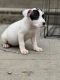 American Pit Bull Terrier Puppies for sale in Philadelphia, PA, USA. price: $400