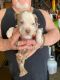 American Pit Bull Terrier Puppies for sale in Highland, CA, USA. price: $600