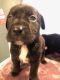 American Pit Bull Terrier Puppies for sale in Aurora Ave N, Seattle, WA, USA. price: $50