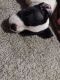 American Pit Bull Terrier Puppies for sale in Hopkinsville, KY, USA. price: $250