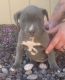 American Pit Bull Terrier Puppies for sale in Tucson, AZ, USA. price: $700