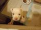 American Pit Bull Terrier Puppies for sale in Durham, NC, USA. price: $350