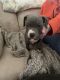 American Pit Bull Terrier Puppies for sale in Grand Ledge, MI 48837, USA. price: NA