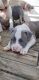 American Pit Bull Terrier Puppies for sale in Fayetteville, NC, USA. price: $3,000