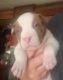 American Pit Bull Terrier Puppies for sale in 2202 W Nebraska St, Tucson, AZ 85746, USA. price: $250