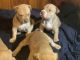 American Pit Bull Terrier Puppies for sale in Oxford, NC 27565, USA. price: $300