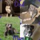 American Pit Bull Terrier Puppies for sale in Roselle, IL, USA. price: NA