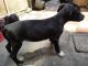 American Pit Bull Terrier Puppies for sale in Chandan Nagar, Pune, Maharashtra 411014, India. price: 22000 INR