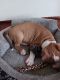American Pit Bull Terrier Puppies for sale in Carlisle, PA 17013, USA. price: NA