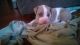 American Pit Bull Terrier Puppies for sale in Phoenix, AZ, USA. price: $1,500