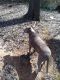 American Pit Bull Terrier Puppies for sale in Monticello, GA 31064, USA. price: $50