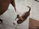 American Pit Bull Terrier Puppies for sale in Riverview, FL, USA. price: NA