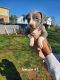 American Pit Bull Terrier Puppies for sale in Gretna, VA 24557, USA. price: $600