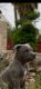 American Pit Bull Terrier Puppies for sale in Fresno, CA, USA. price: $400