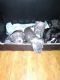American Pit Bull Terrier Puppies for sale in Memphis, TN, USA. price: $150