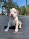 American Pit Bull Terrier Puppies for sale in Baxley, GA 31513, USA. price: $300