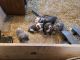 American Pit Bull Terrier Puppies for sale in MO-58, Pleasant Hill, MO, USA. price: $500