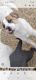 American Pit Bull Terrier Puppies for sale in St James, MO 65559, USA. price: NA