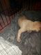 American Pit Bull Terrier Puppies for sale in Garfield Heights, OH, USA. price: $290
